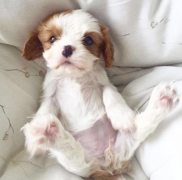 Regalo Bellissimo Cuccioli di cavalier King con Pedigree Enci