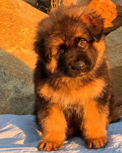 Vendo cuccioli di pastore tedesco