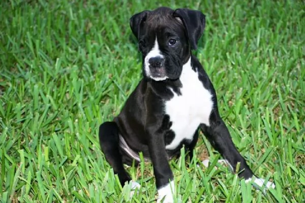 Cuccioli di boxer in adozione