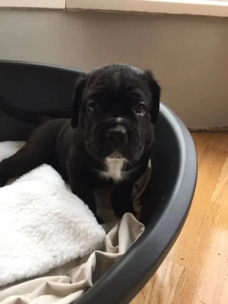 Vendo cuccioli di cane corso