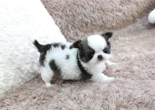 Vendita cuccioli di chihuahua