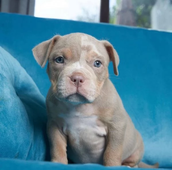 Vendo cuccioli di pittbull americano