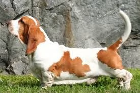 Cuccioli di Basset Hound in adozione