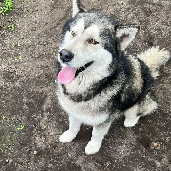 Alaskan malamute