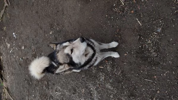 Alaskan malamute | Foto 4