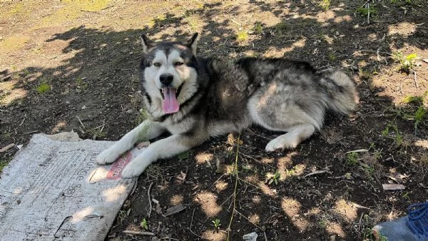 Alaskan malamute | Foto 3