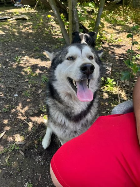 Alaskan malamute | Foto 1