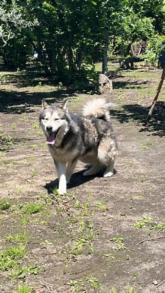 Alaskan malamute | Foto 0