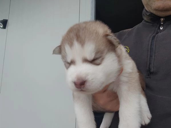 Cuccioli husky | Foto 4