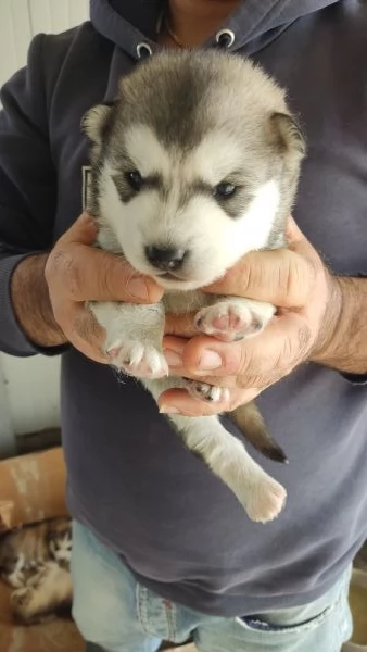 Cuccioli husky | Foto 2