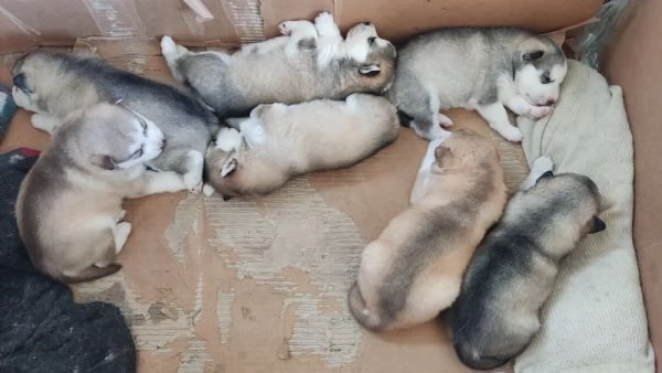 Cuccioli husky
