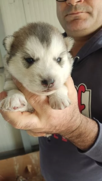 Cuccioli husky | Foto 0