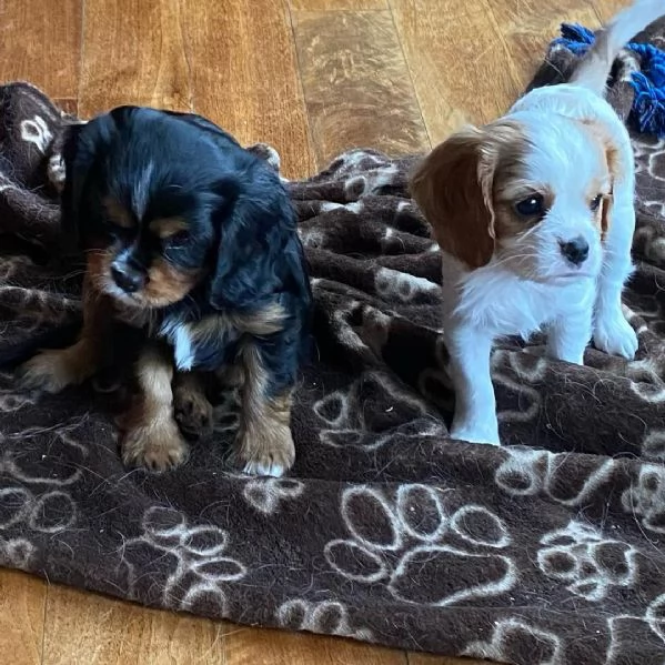 Cachorros Cavalier King Charles sanos para adopcin | Foto 1