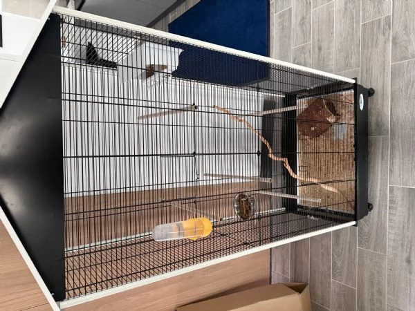 Vendo cucciolo di petauro dello zucchero | Foto 2