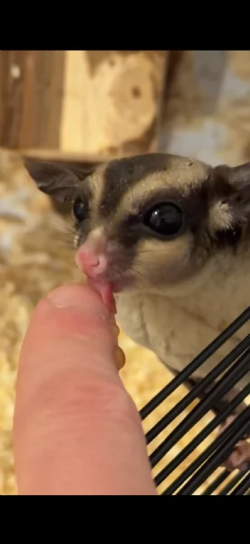 Vendo cucciolo di petauro dello zucchero | Foto 1