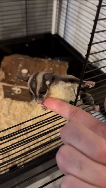 Vendo cucciolo di petauro dello zucchero | Foto 0