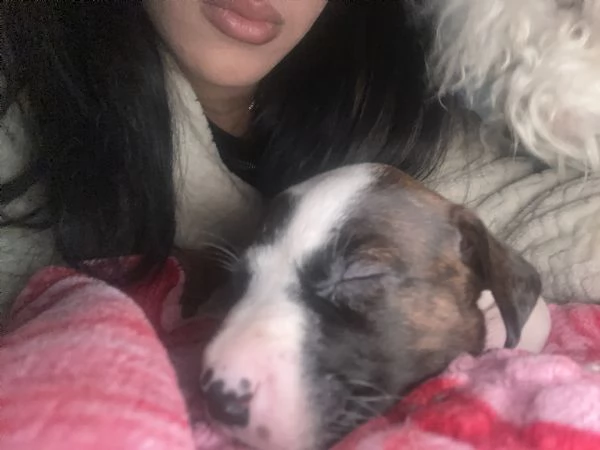 Dolcissima cucciola amstaff 