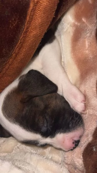 Dolcissima cucciola amstaff  | Foto 1