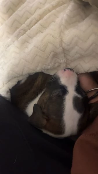 Dolcissima cucciola amstaff  | Foto 0