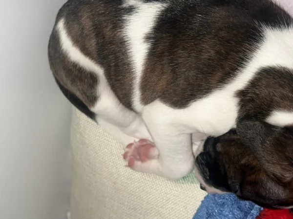 Dolcissima cucciola amstaff | Foto 0