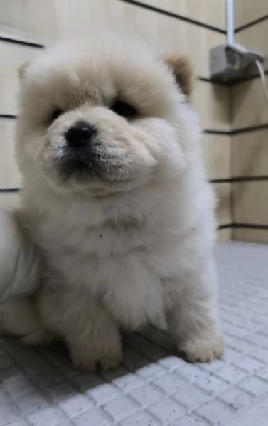 Chow Chow con pedigree 