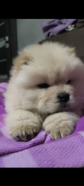 Chow Chow con pedigree  | Foto 2