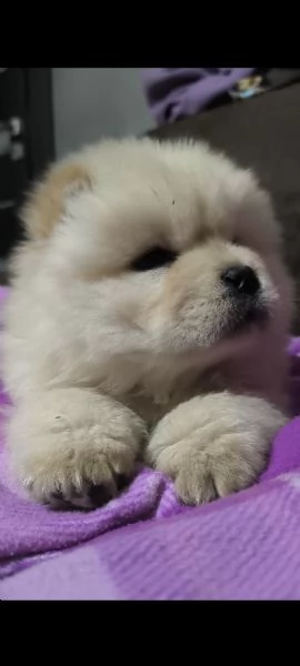 Chow Chow con pedigree  | Foto 0