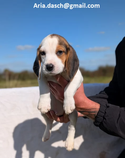  Regalo Cuccioli di Beagle Disponibili bellissimi cuccioli di Beagle taglia standard mantello tipico