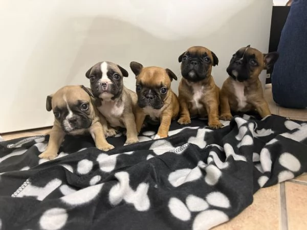 Cuccioli di buldogue francese vendita 