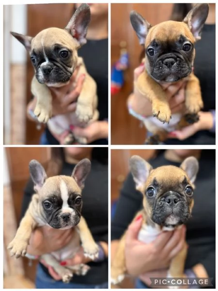 Cuccioli di buldogue francese vendita  | Foto 0