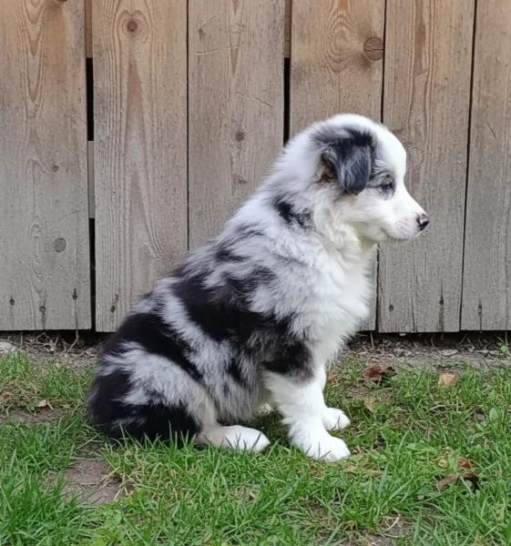 Border Collie Blu merle cucciolo 