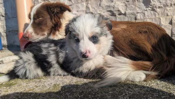 Border Collie Blu merle cucciolo  | Foto 2