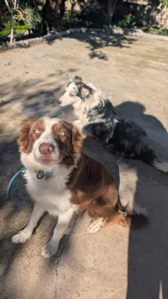 Border Collie Blu merle cucciolo  | Foto 0