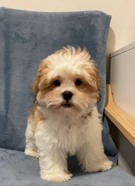 Cuccioli di Shih Tzu di razza pura in adozione