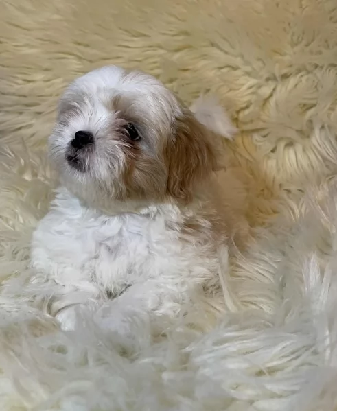 Cuccioli di Shih Tzu di razza pura in adozione | Foto 3