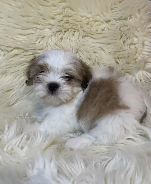 Cuccioli di Shih Tzu di razza pura in adozione | Foto 1