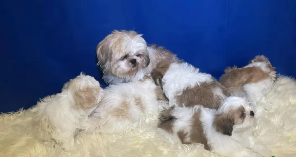 Cuccioli di Shih Tzu di razza pura in adozione | Foto 3