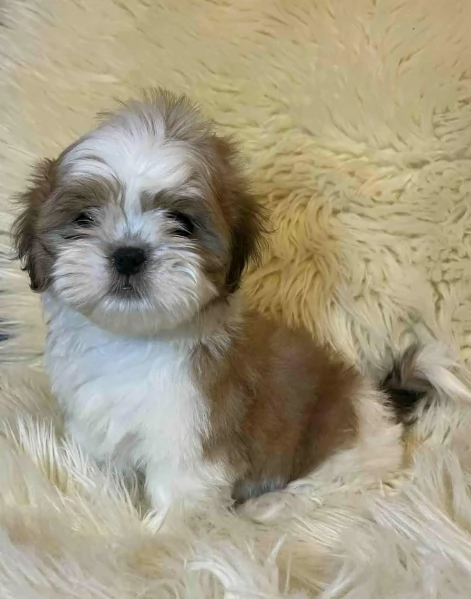 Cuccioli di Shih Tzu di razza pura in adozione | Foto 1