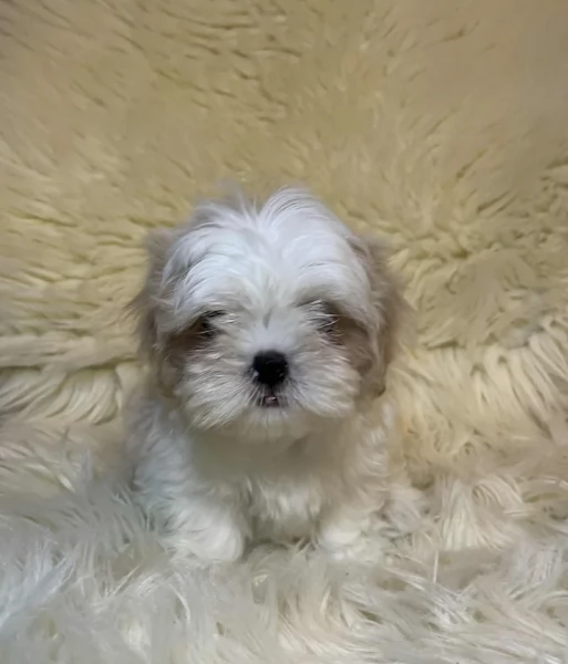 Cuccioli di Shih Tzu di razza pura in adozione | Foto 3