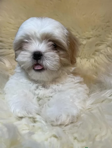 Cuccioli di Shih Tzu di razza pura in adozione | Foto 5