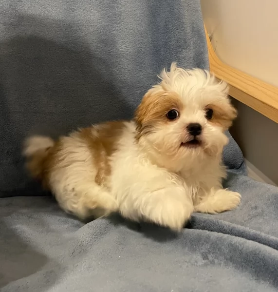 Cuccioli di Shih Tzu di razza pura in adozione