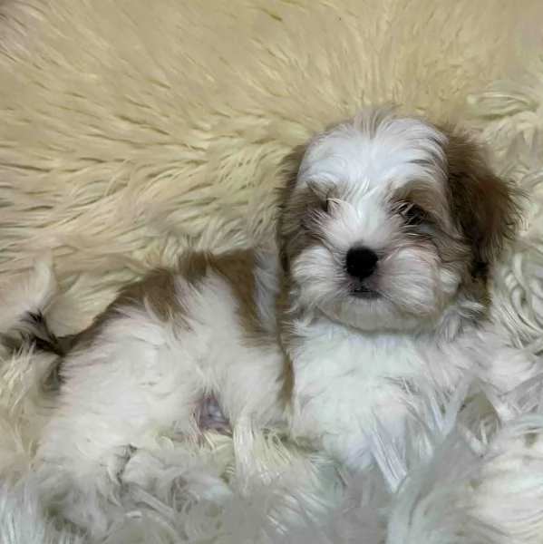 Cuccioli di Shih Tzu di razza pura in adozione | Foto 3