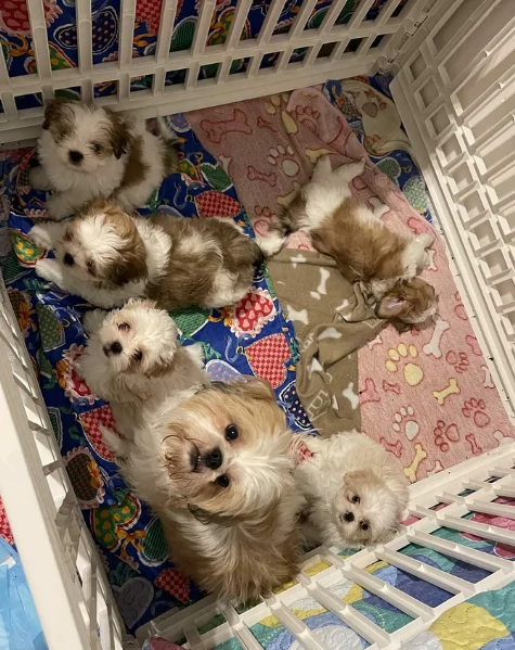 Cuccioli di Shih Tzu di razza pura in adozione | Foto 2