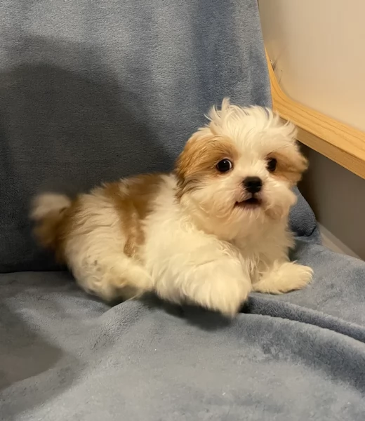 Cuccioli di Shih Tzu di razza pura in adozione | Foto 1