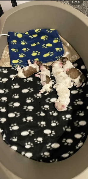 Cuccioli di Shih Tzu di razza pura in adozione | Foto 4