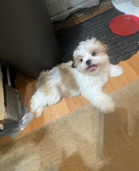 Cuccioli di Shih Tzu di razza pura in adozione | Foto 2