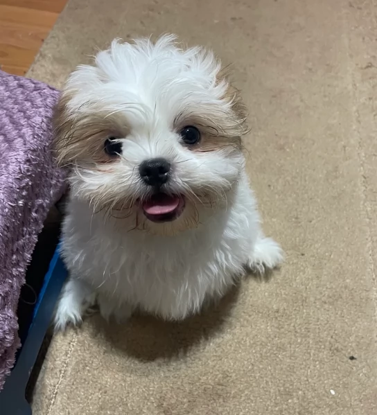 Cuccioli di Shih Tzu di razza pura in adozione | Foto 1
