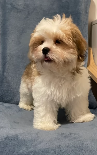 Cuccioli di Shih Tzu di razza pura in adozione