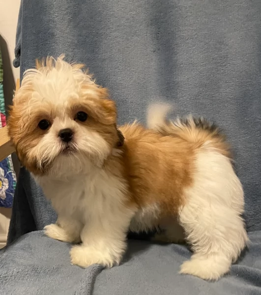 Cuccioli di Shih Tzu di razza pura in adozione