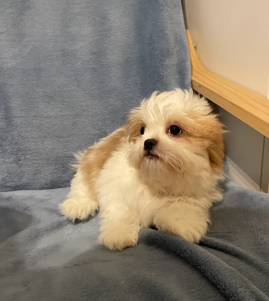 Cuccioli di Shih Tzu di razza pura in adozione | Foto 5